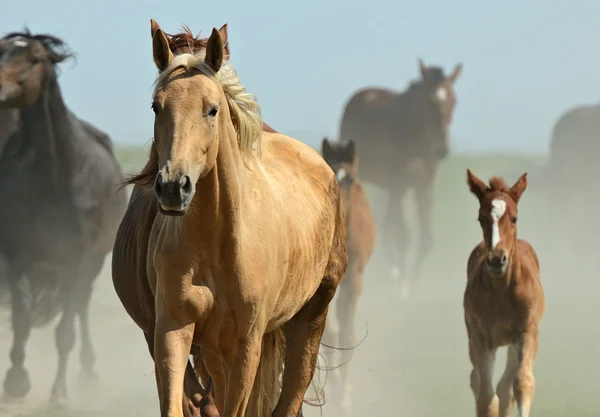 Cavallo che corre al galoppo — Foto Stock