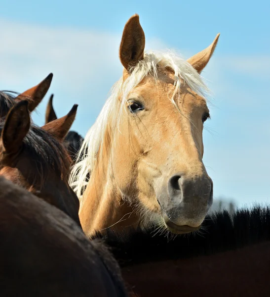 Flock av hästen — Stockfoto