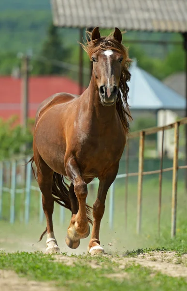 Kudde van paard — Stockfoto