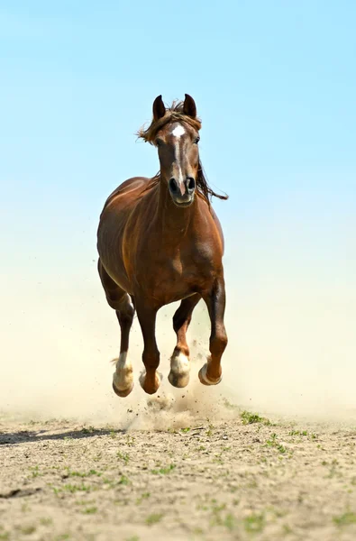 stock image Horse hurrying at a gallop