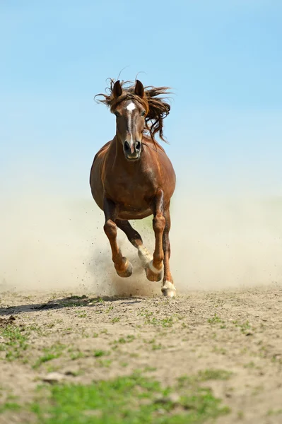 Cavallo che corre al galoppo — Foto Stock