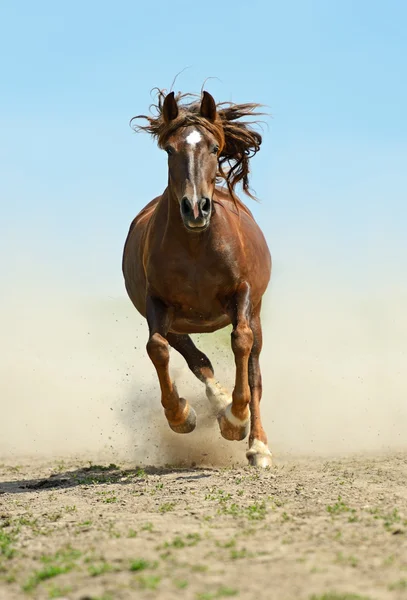Pośpiechu w galop koni — Zdjęcie stockowe