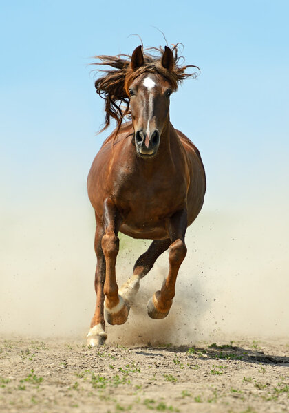 Horse hurrying at a gallop