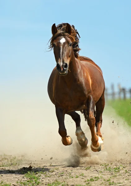 Pośpiechu w galop koni — Zdjęcie stockowe