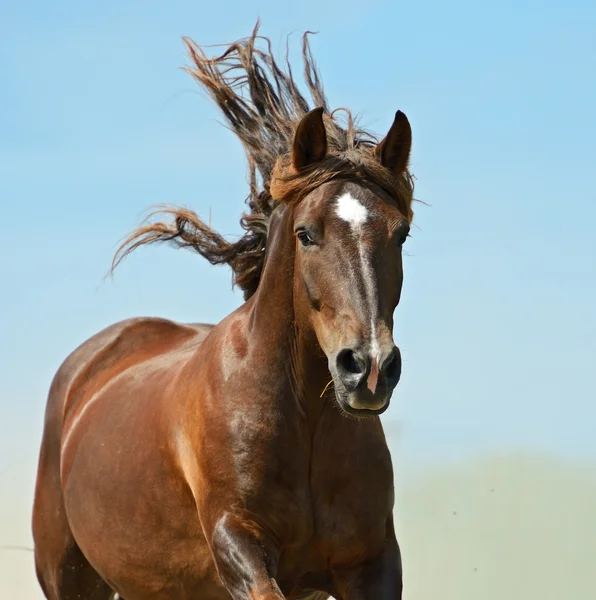 Cavalo apressando-se em um galope — Fotografia de Stock