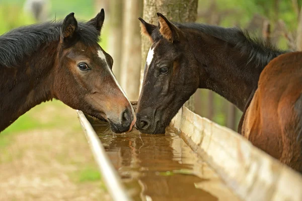 Häst vattning för djur — Stockfoto