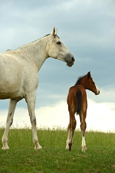 Paard op een groen gras — Stockfoto