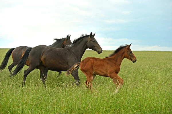 Kudde van paard haast op een weg — Stockfoto