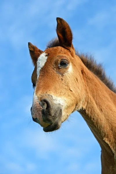 马的肖像 — 图库照片