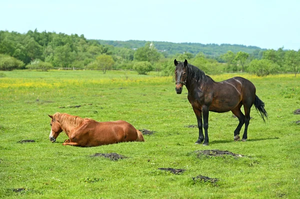 At sürüsü — Stok fotoğraf