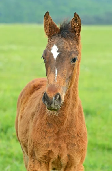 Porträtt av häst — Stockfoto