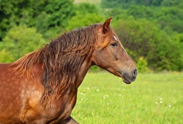 말의 무리 — 스톡 사진