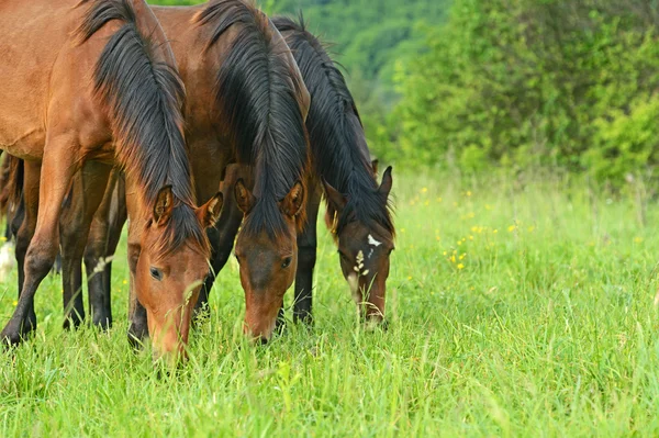 Troupeau de chevaux — Photo
