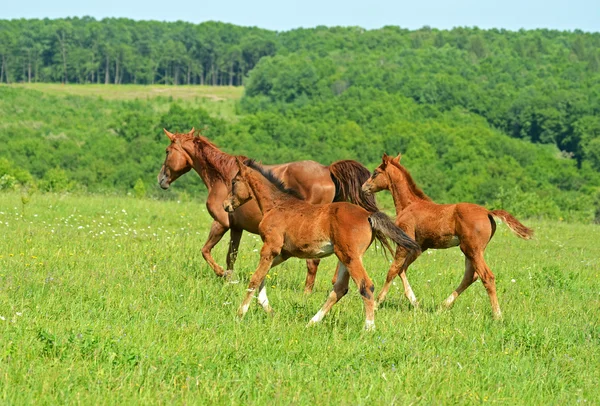 Hest oven på en grøn græs - Stock-foto