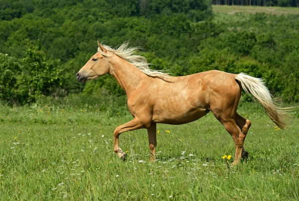 Kuda berlari kencang dengan kencang. — Stok Foto