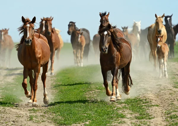 Paard haast op een weg — Stockfoto