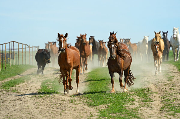 Horse hurrying on a road