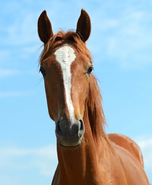 Портрет кінь — стокове фото