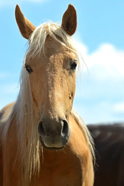 Portrait of Horse — Stock Photo, Image