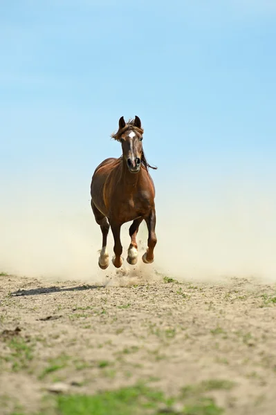 Häst skynda sig på en väg — Stockfoto