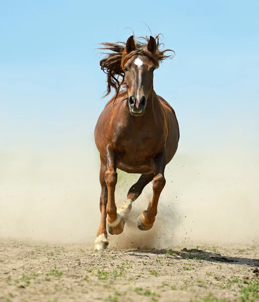 道を急ぐこと馬 — ストック写真