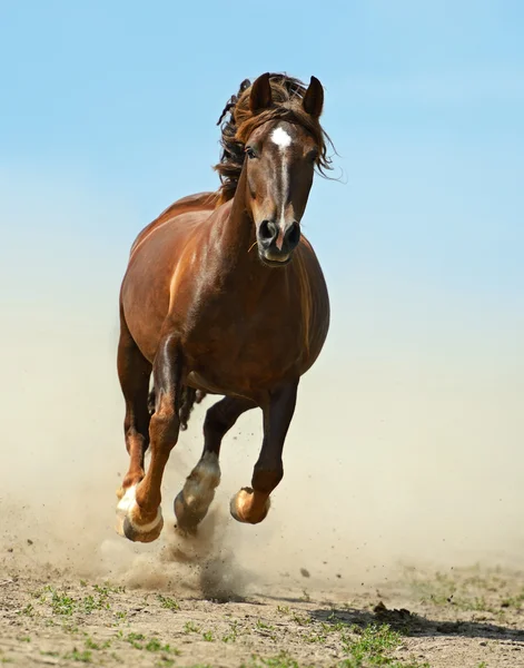 Koń spieszących na drodze — Zdjęcie stockowe