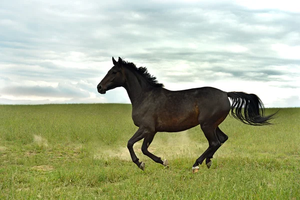 Лошадь спешит на галоп — стоковое фото
