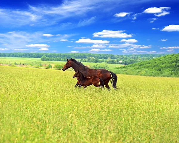 马骑在青草上 — 图库照片