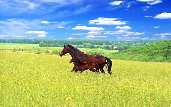 马骑在青草上 — 图库照片