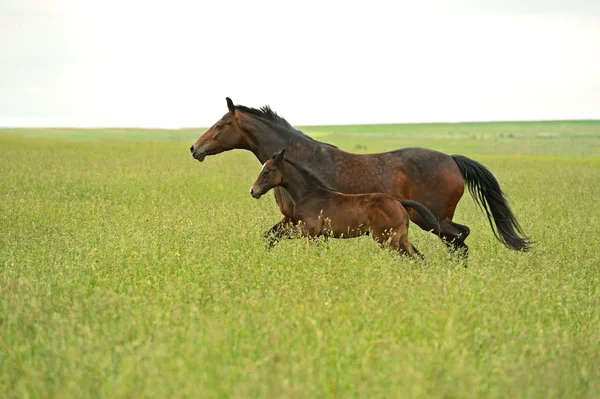 Manada de caballos — Foto de Stock
