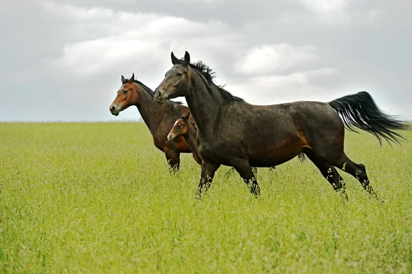 말의 무리 — 스톡 사진