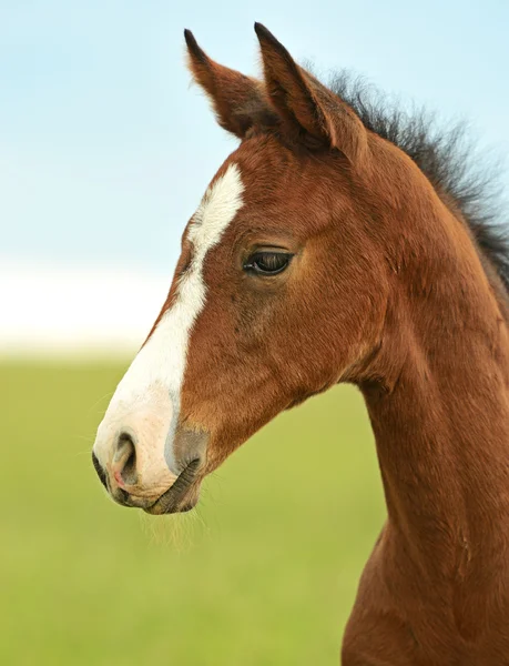 Pferd schützt ein Kind — Stockfoto