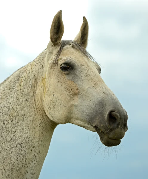 Портрет лошади на фоне неба — стоковое фото