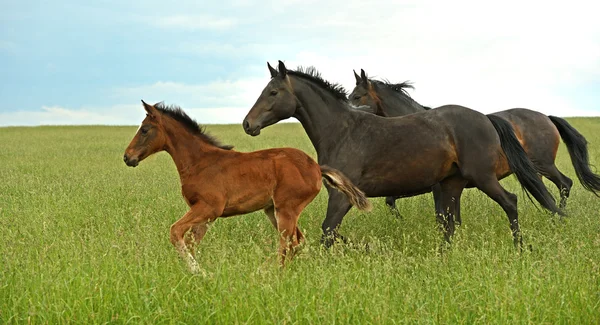 Śpiesząc konia — Zdjęcie stockowe