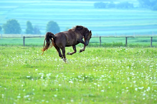 Кінь поспішає на галон — стокове фото