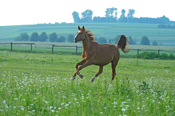 Лошадь спешит на галоп — стоковое фото