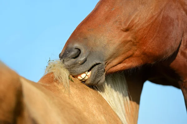Portret van paard — Stockfoto