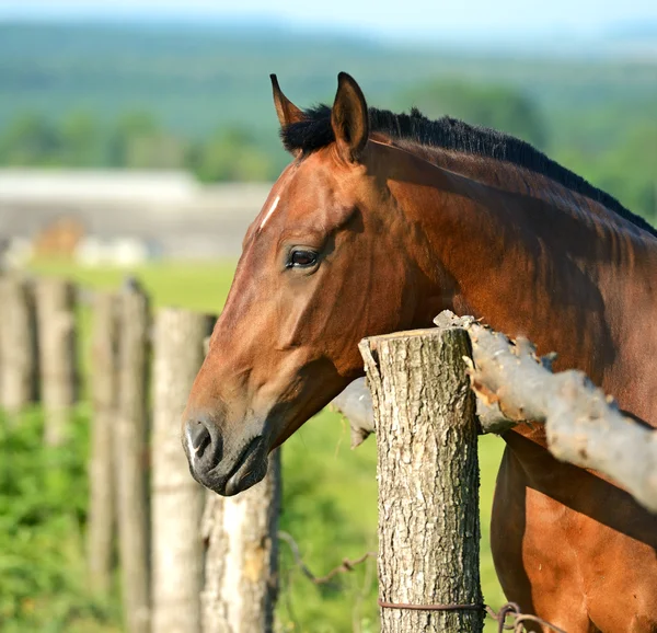 Retrato de Cavalo — Fotografia de Stock
