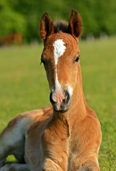 Ló védi a gyerek — Stock Fotó