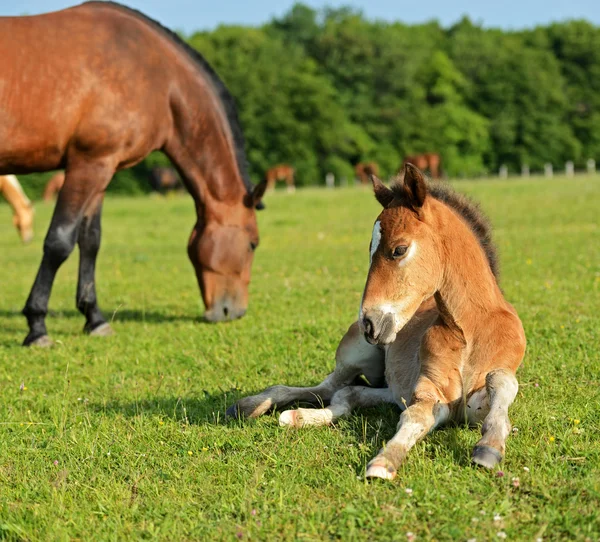 Häst på ett grönt gräs — Stockfoto