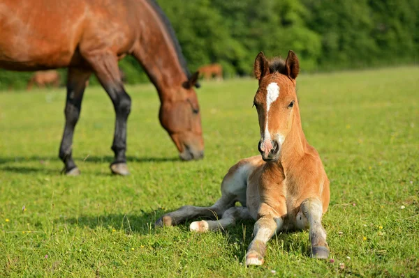 Hästen skyddar barn — Stockfoto