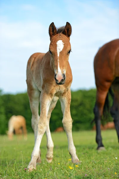 Westfalisk häst med föl — Stockfoto