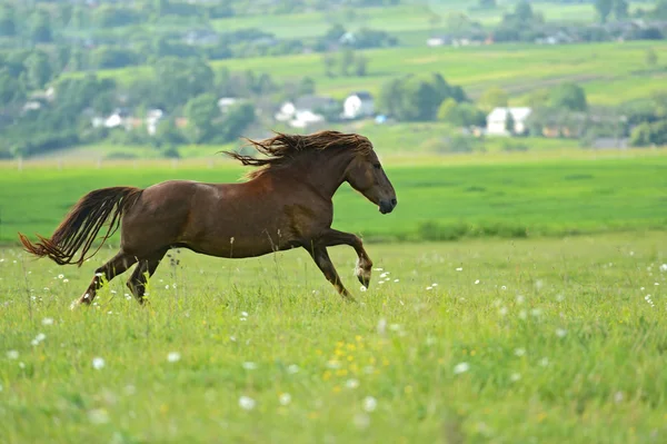 Кінь поспішає на галон — стокове фото