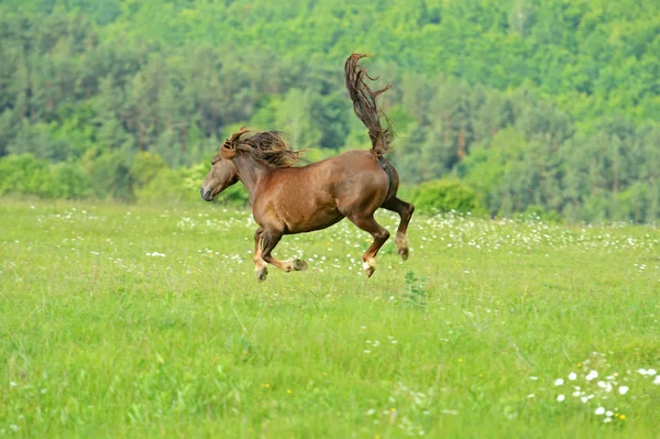 At dörtnala aceleyle — Stok fotoğraf