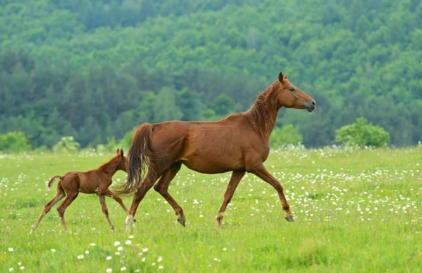 At dörtnala aceleyle — Stok fotoğraf