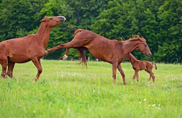 Кінь захищає дитину — стокове фото