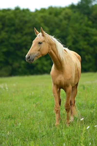Horse on a green grass — Stock Photo, Image