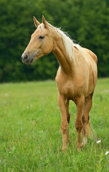 Häst på ett grönt gräs — Stockfoto