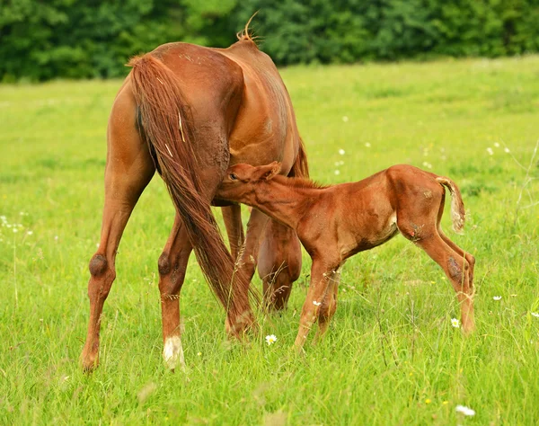 Paard op een groen gras — Stockfoto