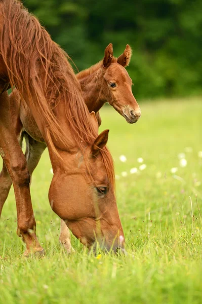 Cavalo em uma grama verde — Fotografia de Stock